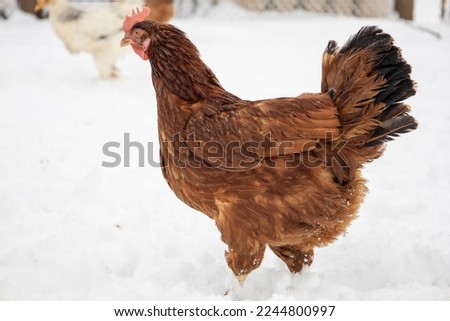 Red chicken on a blurred snowy background
