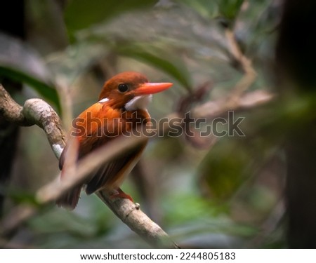 Malagasy Kingfisher in the rainforest