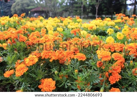Bogor summer blossoming delicate on blooming flowers festive background, orange, warm, beautiful and soft bouquet floral card