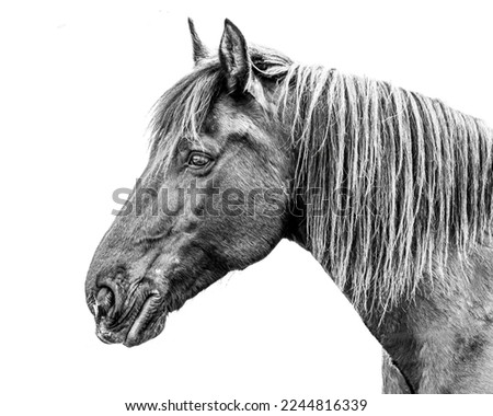 A side photograph of a horse head and neck in black  white with great detail and sharpness.  The equine portrait is isolated on white.