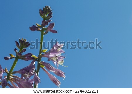 Hosta inflorescences with pink flowers against a blue sky