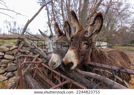 Donkey family in the meadow, during winter