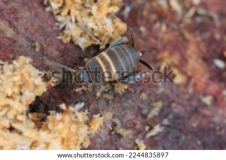 Ant loving cricket, Ant cricket, Myrmecophilous cricket, Ant's nest cricket (Myrmecophilus acervorum). An insect in an anthill under the bark of a pine tree.