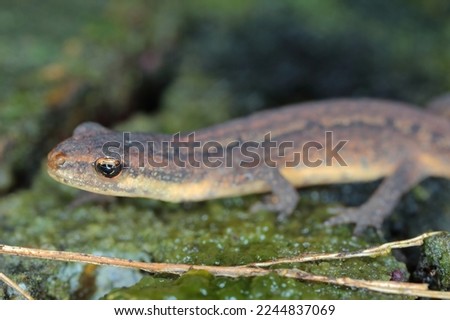 Lissotriton vulgaris, known as the smooth newt or the common newt. An individual looking for a place to overwinter in the forest litter.