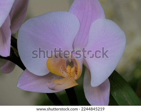 The beauty of the tropical orchid flower