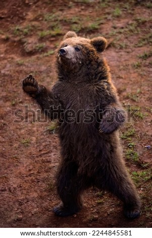brown bear cub standing upright