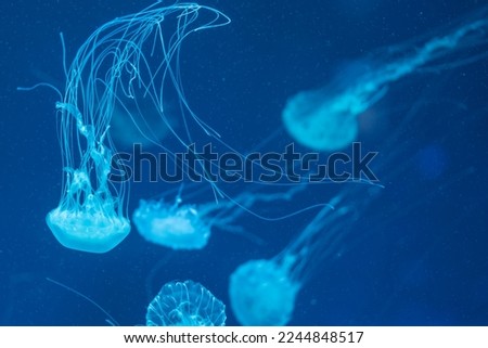 Jellyfish floating in the ocean-sea, the light passes through the water, creating a volumetric ray effect. Dangerous blue jellyfish Royalty-Free Stock Photo #2244848517