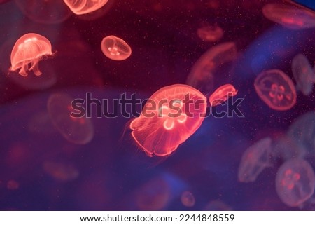 Jellyfish floating in the ocean-sea, the light passes through the water, creating a volumetric ray effect. Dangerous blue jellyfish