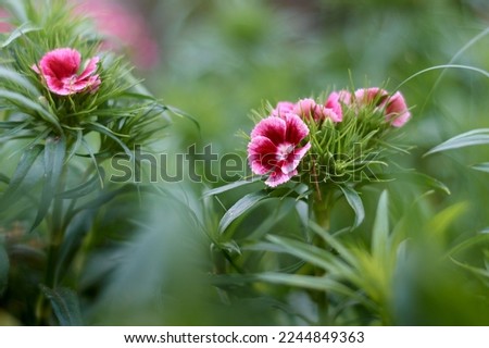 Horizontal shot of beautiful Sweet William (Dianthus Barbatus) flower in garden surrounded by green blurred leaves and stems under soft sunlight. Floral background.