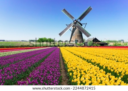 dutch windmill over yellow tulips field , Holland, retro toned Royalty-Free Stock Photo #2244872415
