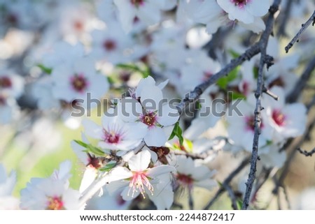 almond tree bloom, close up spring of almond tree twigs on blue sky background Royalty-Free Stock Photo #2244872417