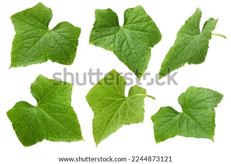 Cucumber leaf isolated on white background, full depth of field, clipping path Royalty-Free Stock Photo #2244873121