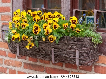 Yellow pansies  (Viola tricolor) in wicker basket in front of windows of brick house  
