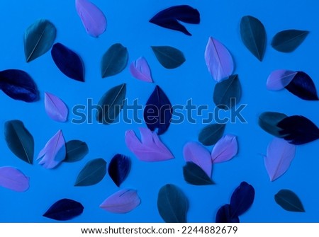 green and pink feathers on blue background in shadow