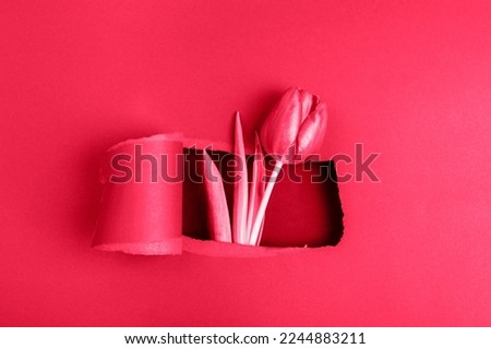 Red tulip flower in a hole in torn paper. Viva magenta background.