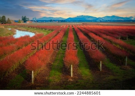Skagit Valley Blueberry Farm in Red Winter Color. Blueberries grow very well in Skagit County. The colorful plants are grown in rows and make for a graphic presentation. Mt. Vernon, WA. Royalty-Free Stock Photo #2244885601