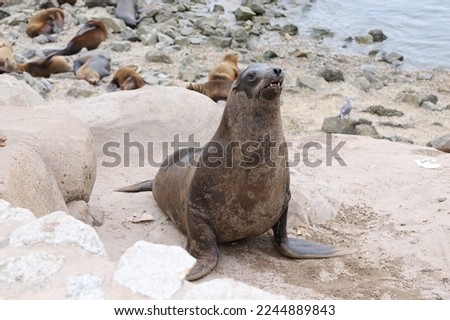 Seal on the California Coast