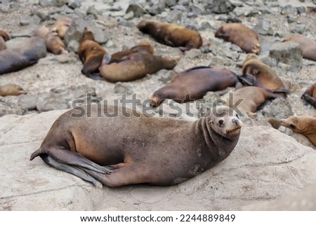 Seal along the coast of the ocean