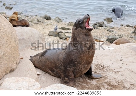 Seal on the California Coast