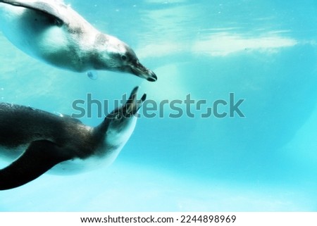 two penguins swim together in the aquarium. searching each other. have fun together