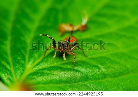 Up close with nature. Macro Photography of Insects, Bugs and Spiders. Tiny details of animals revealed with high quality macro lens and a digital camera Royalty-Free Stock Photo #2244925195