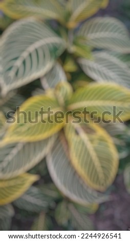 de focused abstract background of alpharendra plant
