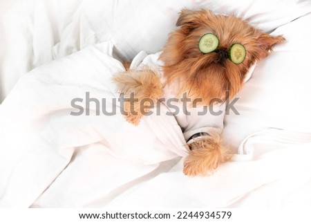 dog red brussels griffon, rested from spa treatments on the face with cucumber, covered with a blanket, in a bathrobe. High quality photo