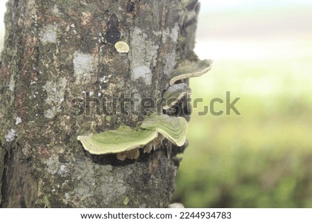 tree fungus attached to a log