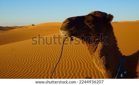 A resting camel belonging to Bedouins from the settlement of Merzouga, Morocco. The picture was taken during a camel ride through the dunes of the western Sahara, approaching the sunset.