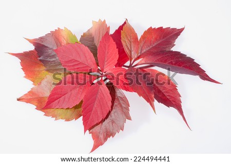 autumn colorful leveas of parthenocissus on white background