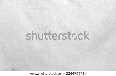 Fur white cow texture short smooth patterns ,animal hair background