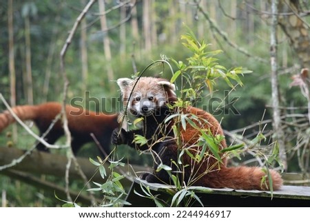 A photo of a Red Panda on a tree.