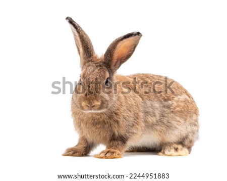 Side view of adult brown rabbit standing on white background. Lovely action of young rabbit.