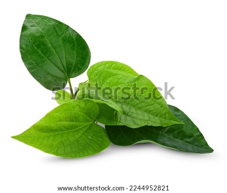 Green Piper betel leaf isolated on the white background. Thai herb, Thai food (Wildbetal Leafbush) (Piper sarmentosum Roxb) Royalty-Free Stock Photo #2244952821