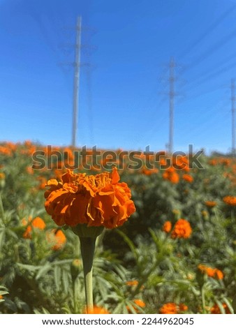 Gorgeous orange marigold closeup picture 