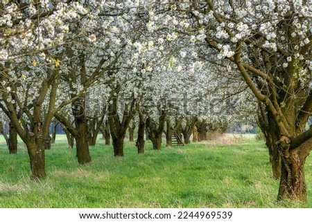 Spring day in blossoming orchard Royalty-Free Stock Photo #2244969539
