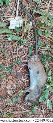 A dead rat lying on the grass. Flies on top rat. vertical picture of a dead.