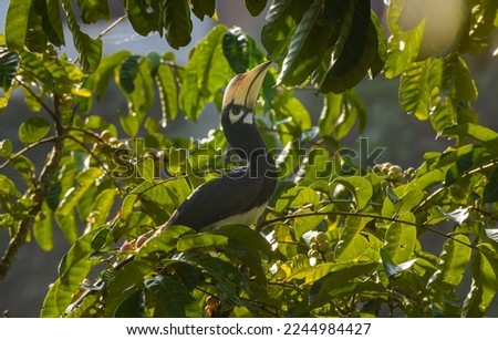 Oriental pied hornbill (Anthracoceros albirostris) perching on tree during during rain at the rain forest.