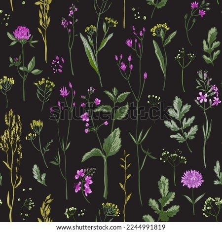 Pattern herbs and flowers painted color line. Vector drawing. Wild herbs. Wildflower