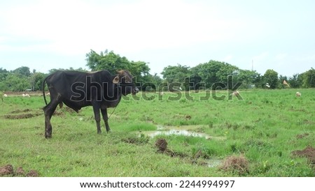 Scenic view of Indonesian rural landscape, black Indonesian breed cow tied with a rope and grazing grass in the filed under bright sunlight.