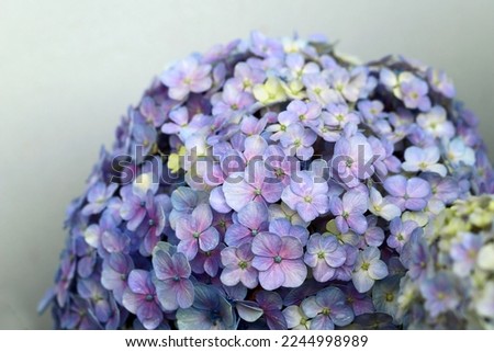 Close up image of blooming purole hydrangea flowers with white background