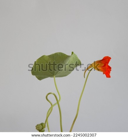 Red flower of nasturtium with ripe seed and green leaf. Edible garden flowers.  Floral background.