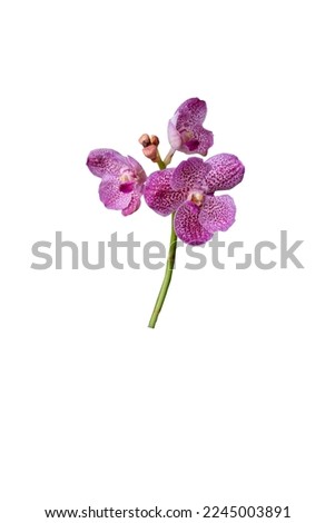 Beautiful orchid flower on natural background.  Bouquet of purple and white. Beautiful flower garden. beautiful orchid. Pink orchid. Blooming orchids.