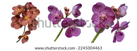 Big set of beautiful orchid flower on natural background.  Bouquet of purple and white. Beautiful flower garden. beautiful orchid. Pink orchid. Blooming orchids.