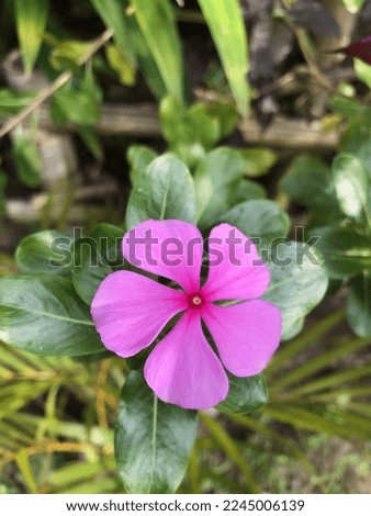This is a picture of violet flower.