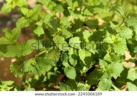 Fresh green mint outdoors on sunny day, closeup