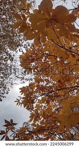 This is a picture full of yellow-colored leaves against the beautiful autumn sky.