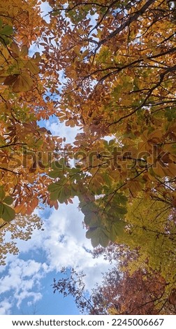 This is a picture full of yellow-colored leaves against the beautiful autumn sky.
