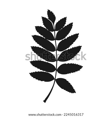 Silhouette rowan leaf. Hand drawn autumn vector illustration. Royalty-Free Stock Photo #2245016317