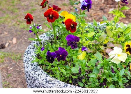 Colorful red, yellow and violet Pansies (Viola tricolor var. hortensis) flowers on the flowerbed in the garden in spring